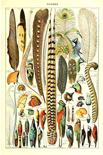 Meishe Художествен Плакат С Принтом Ретро Биологичен Ботаническата Научен Стенен декор Морски Същества Животни